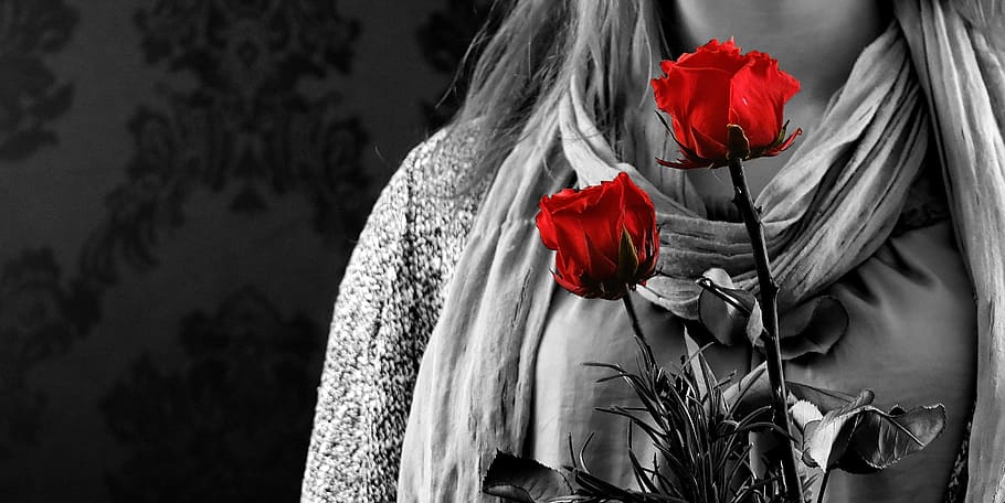 person holding red rose, girl, roses, gift, valentine's day, love