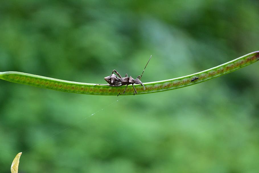 bug, beetle, wild, nature, animal, live, fresh, ant, brown HD wallpaper