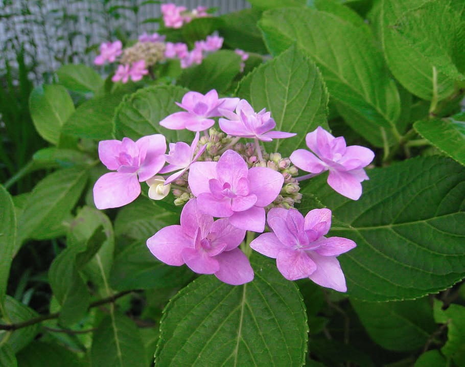 Hydrangea, Pink, Leaf, Rainy Season, drop of water, kanagawa japan HD wallpaper