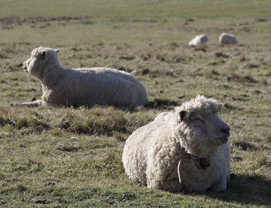 sheep, merino, livestock, resting, seven sisters, sussex, agriculture