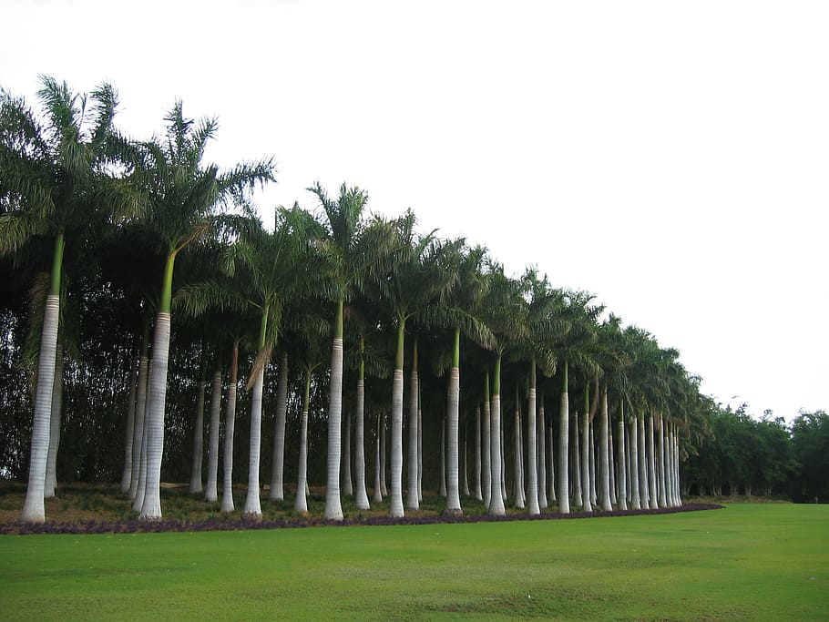 palm, tree, forest, tropical, nature, plant, leaf, landscape HD wallpaper