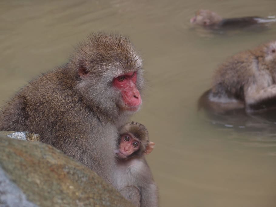 nagano, it, 地獄谷温泉, jigokudani monkey park, baby japanese macaque eating leaves, HD wallpaper