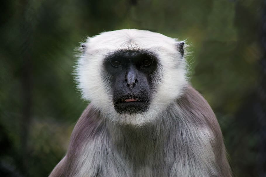 monkey, animal, creature, exotic, primate, mammal, one animal HD wallpaper