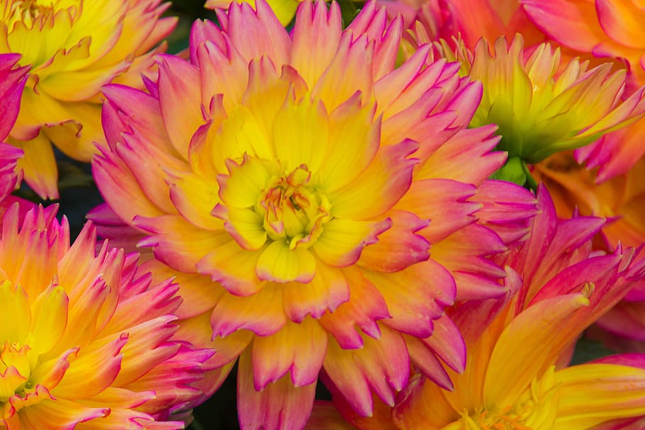 yellow and pink dahlia flowers, color, background, bloom, garden HD wallpaper