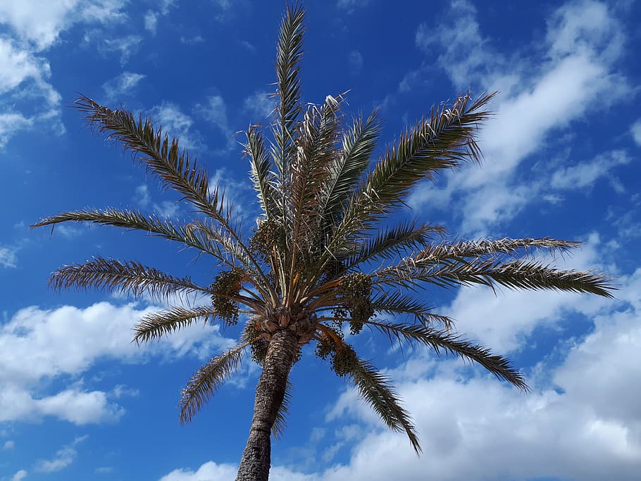 palm, sky, clouds, tropical, summer, weather, climate, mediterranean HD wallpaper