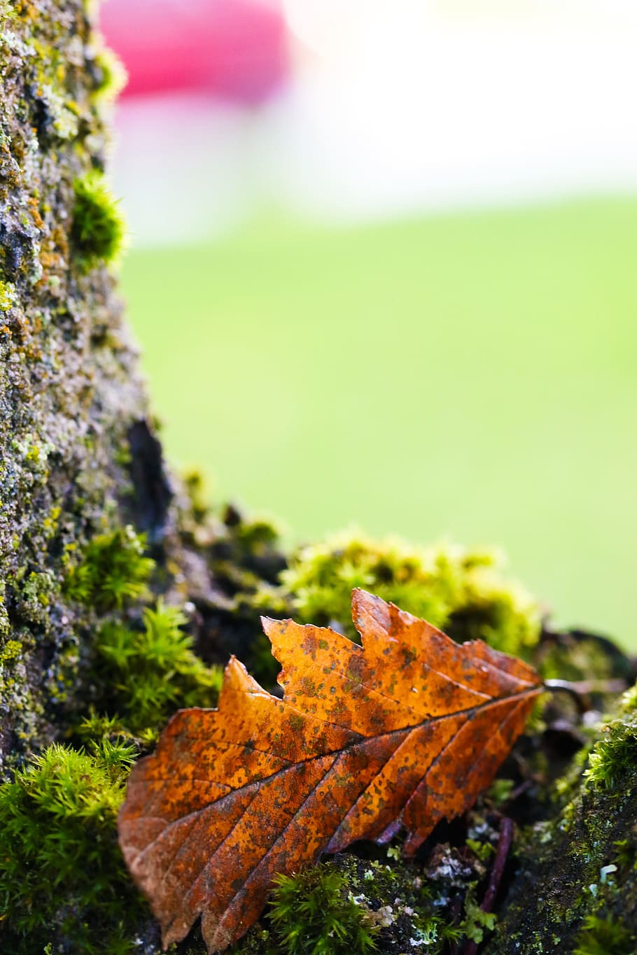 leaf, tree, nature, autumn, fall, close-up, plant, no people HD wallpaper