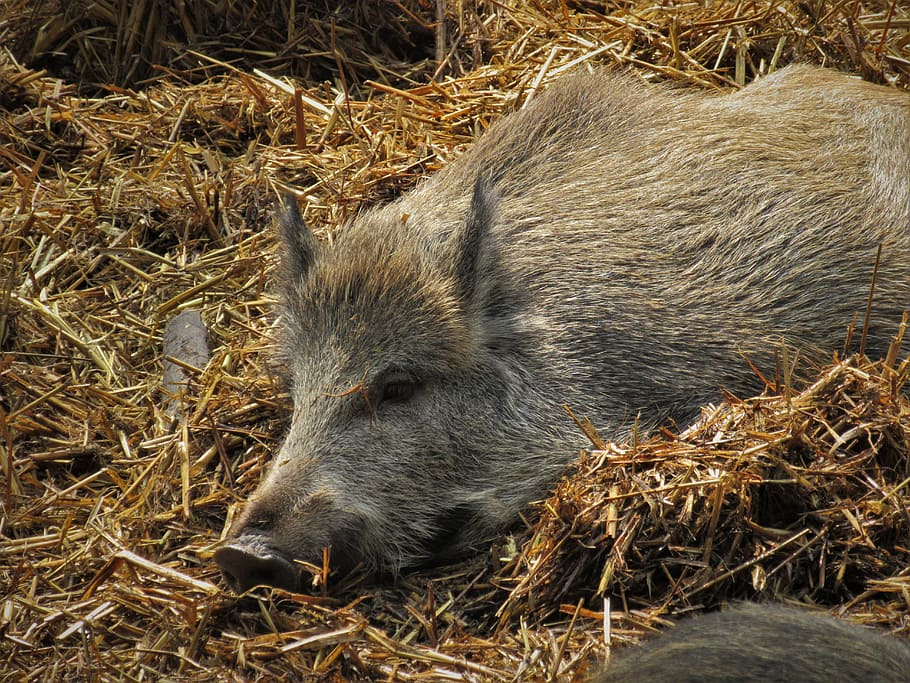 boar, pig, straw, lying, launchy, sleeping, sow, fur, mammal HD wallpaper