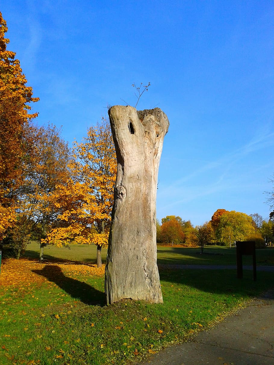 tree, nature, monument, park, sky, plant, autumn, field, no people HD wallpaper