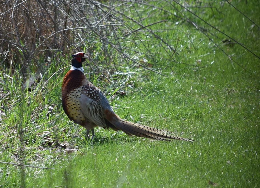 Pheasant, Ring, Feathers, Tail, ring-necked, bird, wildlife HD wallpaper