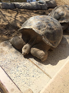 turtle, big, shell, animal, nature, reptile, wildlife, tortoise HD wallpaper
