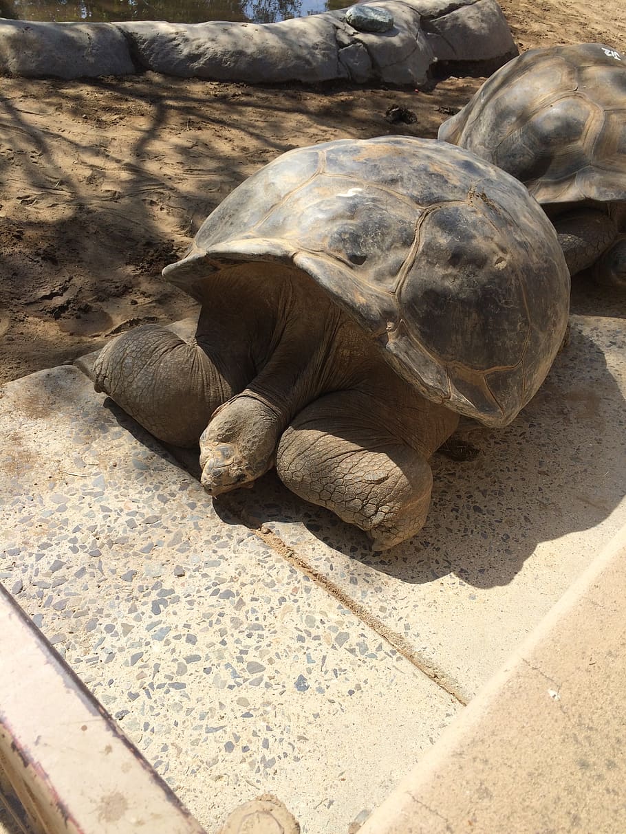 turtle, big, shell, animal, nature, reptile, wildlife, tortoise HD wallpaper
