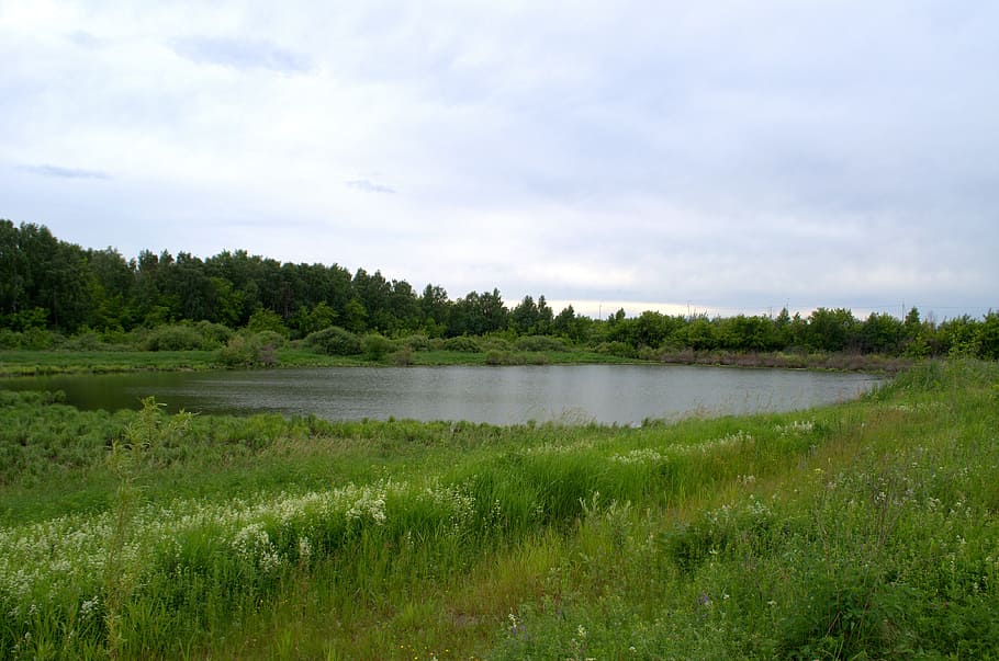 lake, forest, landscape, plant, grass, tranquility, tranquil scene HD wallpaper