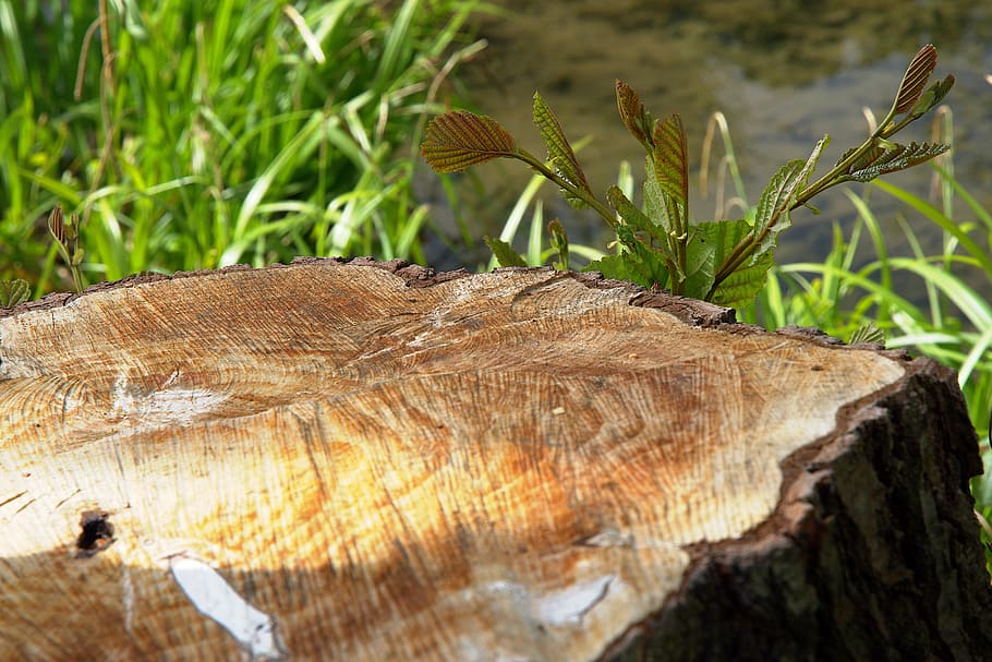 nature, tree stump, branch, water, plant, growth, close-up, HD wallpaper