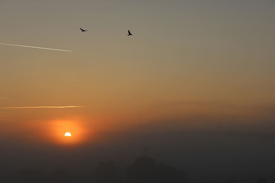 sky, sun, clouds, fog, morning, birds, flying, vertebrate, sunset HD wallpaper
