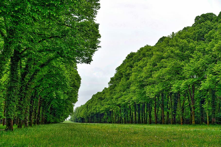 Perspective, Trees, Forest, Nature, line, green color, scenics HD wallpaper