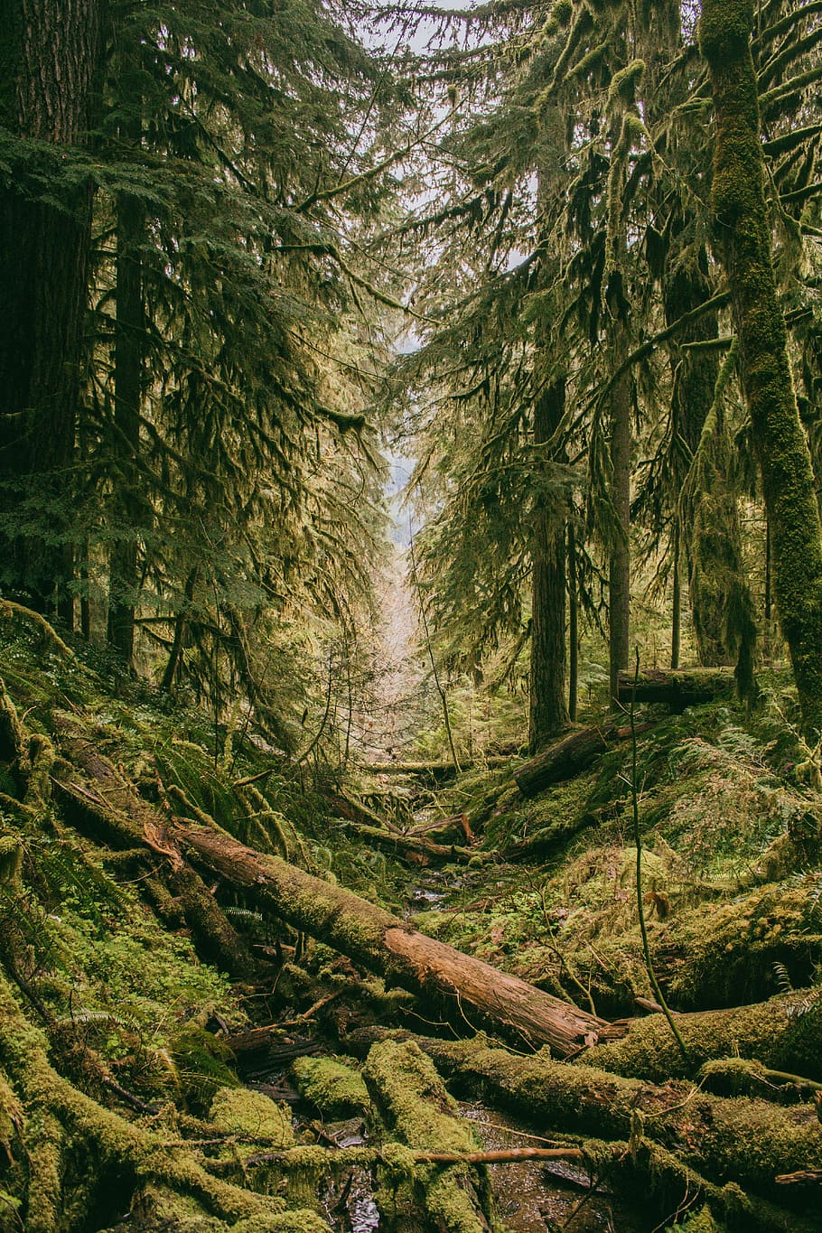 mossy forest, forest trees, Broken, Log, Path, riverbed, woods HD wallpaper