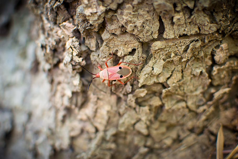 Pink White and Black 6 Legged Insect, bug, macro, nature, tree HD wallpaper