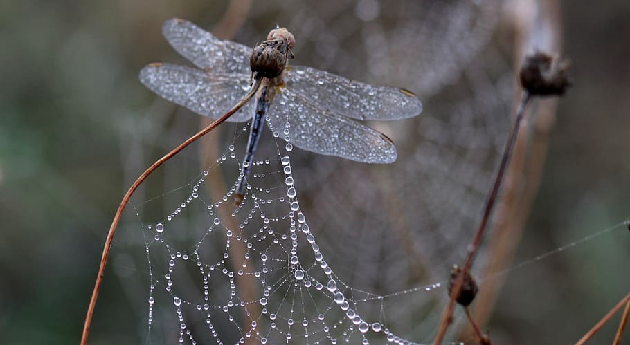 dragonfly, dew, spider web, morning, insecta, drops, nature, HD wallpaper