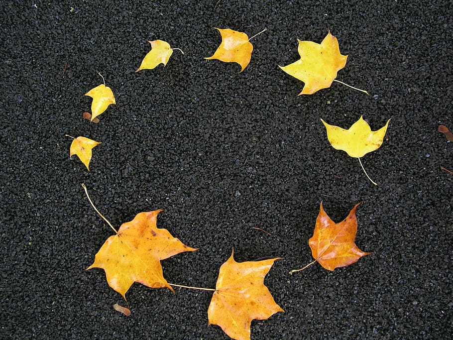 positioned in circle maple leaves, Pattern, autumn, yellow HD wallpaper