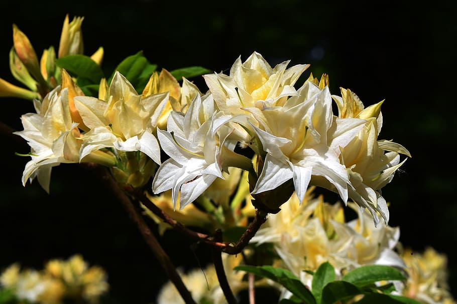 flower, flora, leaf, azalea, rhododendron, white, flowering plant HD wallpaper