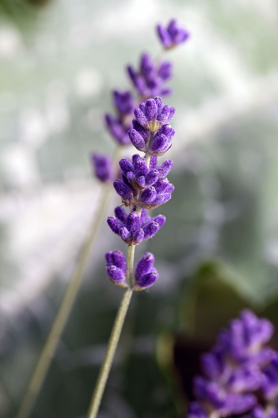lavender, flower, perfume, aromatherapy, purple flower, nature HD wallpaper