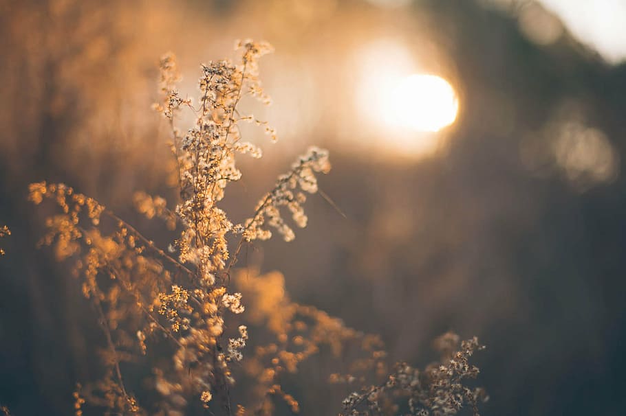 brown flowers, herbage, pasture, grass, twilight, sunset, romantic HD wallpaper