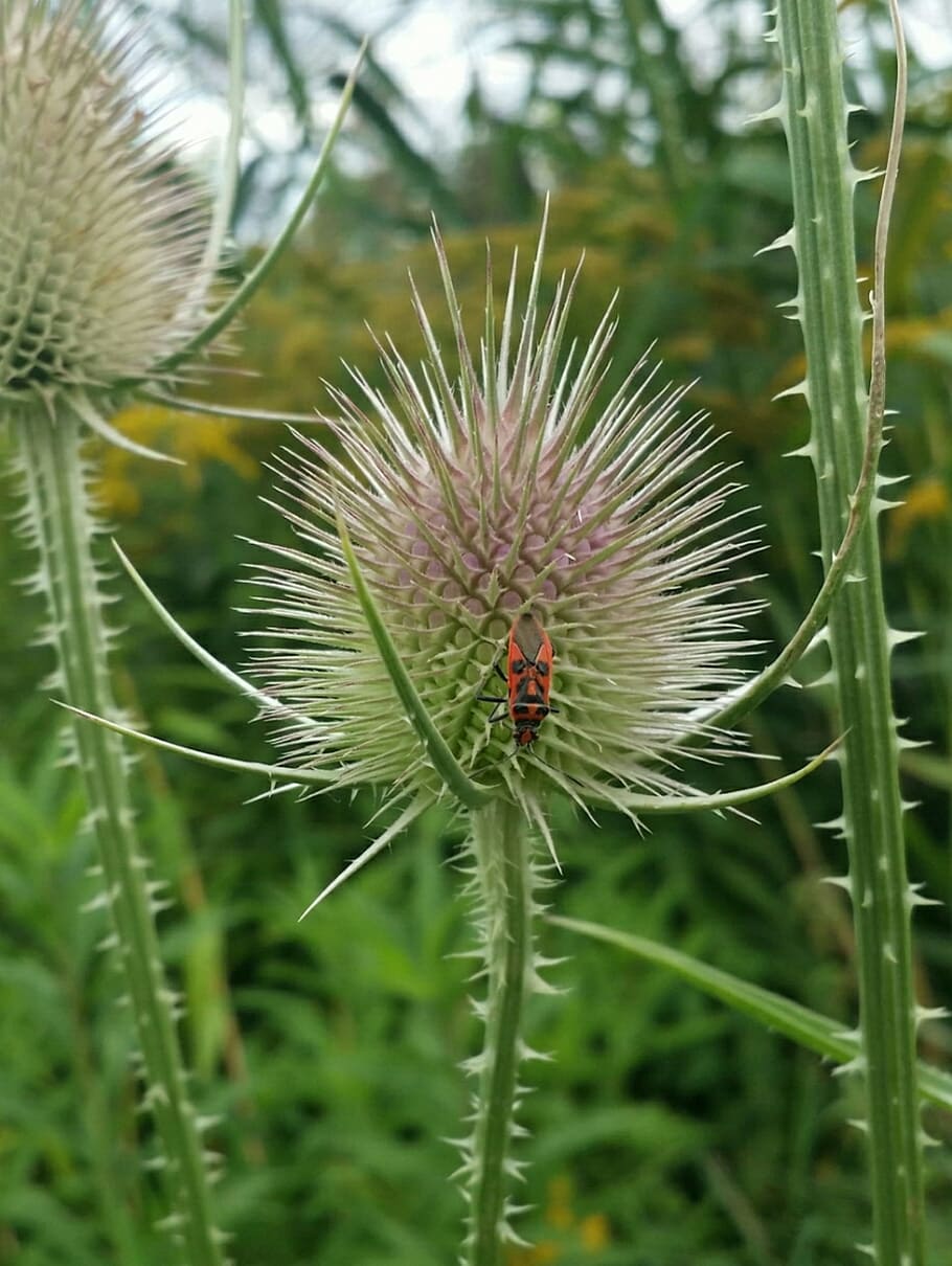 wild cards, bug, beetle, insect, growth, plant, focus on foreground HD wallpaper
