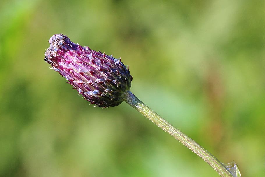 thistle flower, bud, close, focus on foreground, close-up, plant HD wallpaper