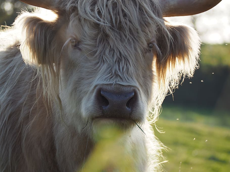 beef, highland beef, scottish hochlandrind, shaggy, cow, horns, HD wallpaper