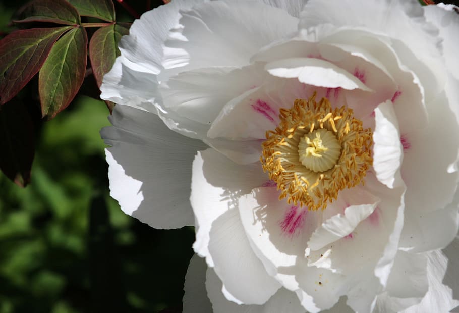 flower, bloom, peony, plant, flowering plant, white color, vulnerability HD wallpaper