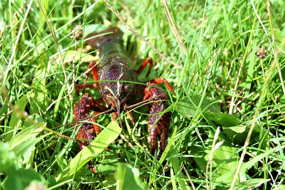 crab, crayfish, lobster, red, crustacean, crawfish, shellfish HD wallpaper