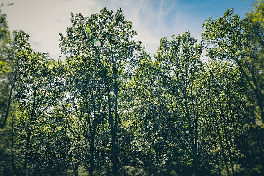 green trees under white and blue sky, birds eye, branches, conifer, HD wallpaper