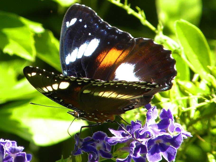 Butterfly, Insect, Macro, Close Up, colorful, wings, delicate HD wallpaper