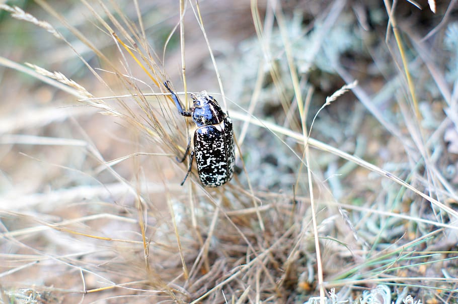 bug, nature, grass, forest, insect, beetle, macro, wild, color HD wallpaper