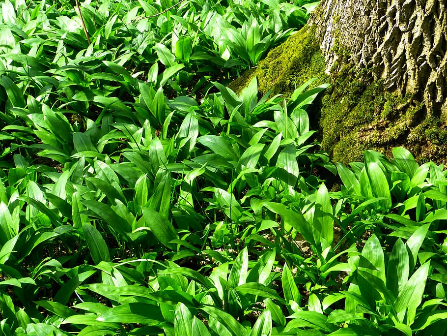 grass, green, moss, nature, tree trunk, leaf, plant, growth HD wallpaper