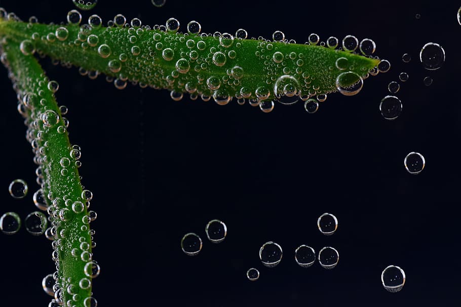olive leaf, underwater, blow, air bubbles, gas bubbles, close, HD wallpaper
