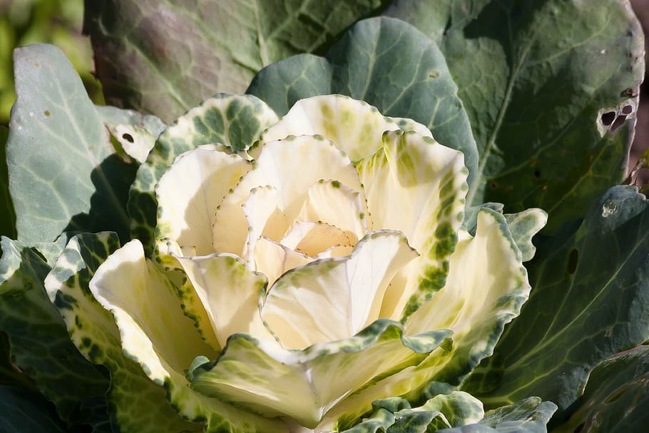 ornamental cabbage, brassica oleracea, cabbage green, kraus, HD wallpaper