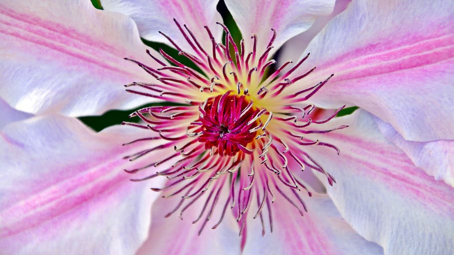 clematis, blossom, bloom, close, pink, flower, spring, flowering plant HD wallpaper
