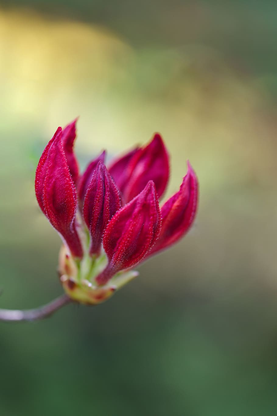 blossom, bloom, spring, flower, plant, flowering plant, close-up HD wallpaper