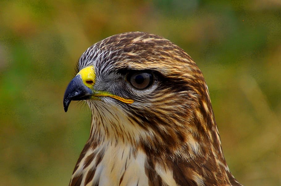 bird, eagle, predator, animal themes, one animal, animal wildlife HD wallpaper