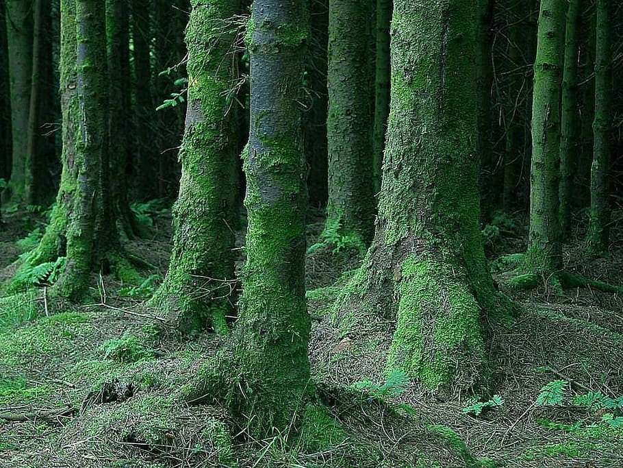 mossy, dark, forest, landscapes, nature, tree, plant, growth HD wallpaper