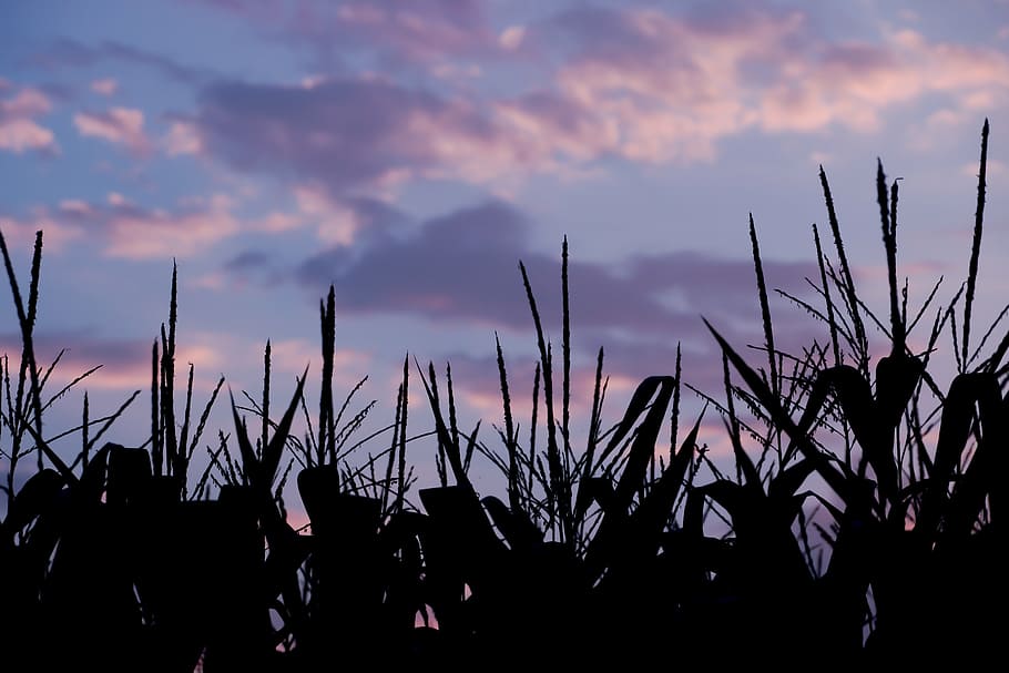 cornfield, arable, evening, evening sky, twilight, sunset, silhouette HD wallpaper