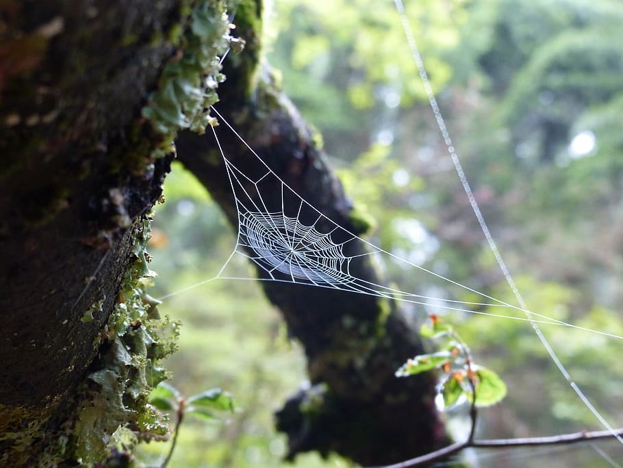 white spiderweb, forest, moss, cobweb, green, tree stump, landscape HD wallpaper