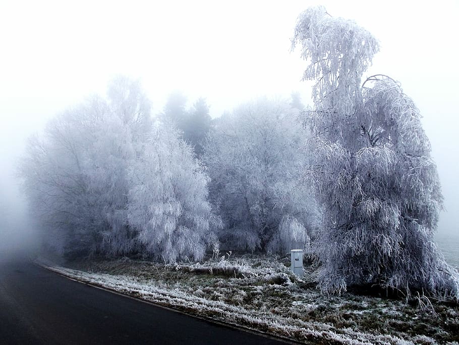 Frost, Rime, Winter, Forest, Road, branches, outdoors, day HD wallpaper