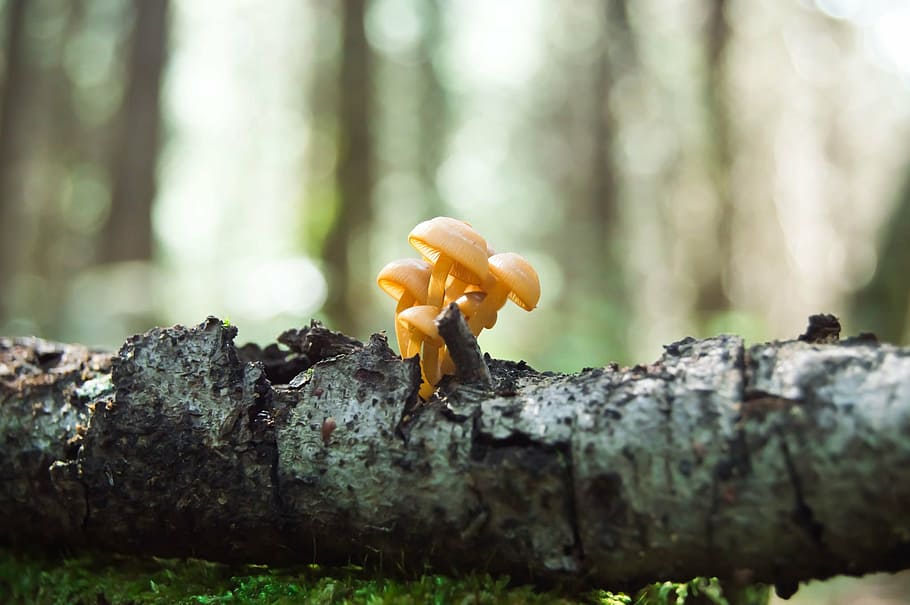 focus photo of brown mushrooms, fungi, forest, macro, nature HD wallpaper