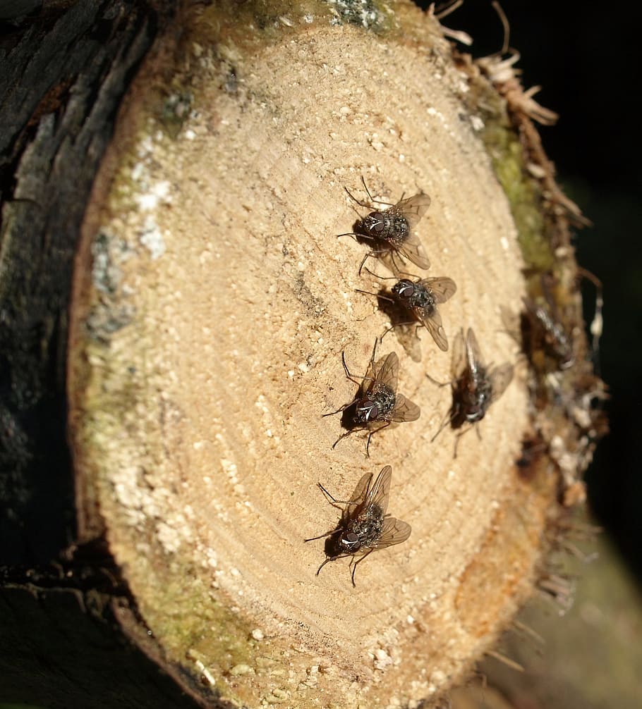 flies, insect, wood, animal, animal themes, animals in the wild HD wallpaper
