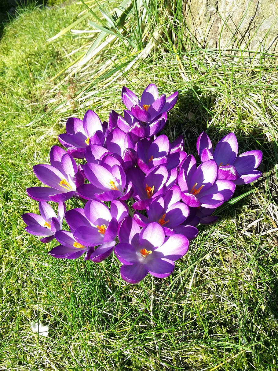 crocus, purple, spring, grass, meadow, white, flowers, sunny HD wallpaper