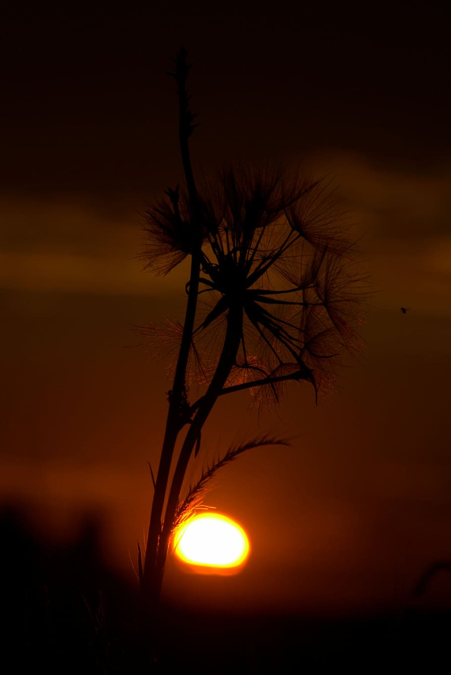 Dandelion, Sunset, Drops, Evening, tree, silhouette, no people HD wallpaper