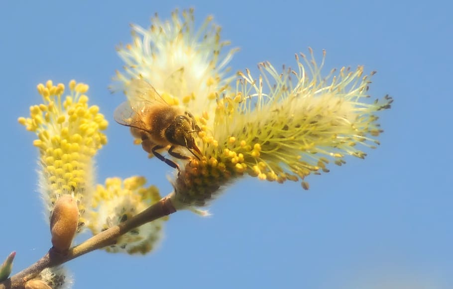 Insect, Plant, Nature, sky, blue, flower, outdoors, springtime HD wallpaper