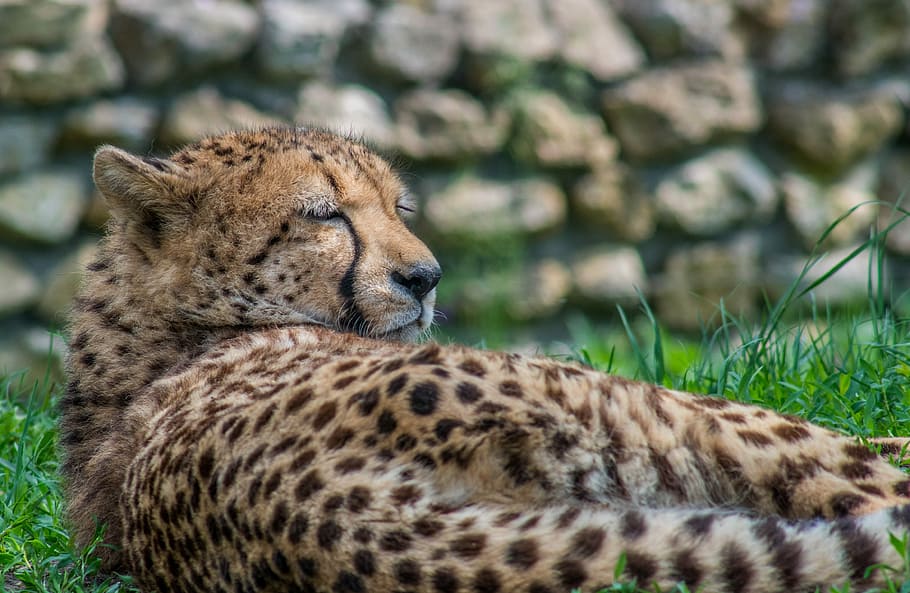 cheetah, cat, predator, speckles, sleeps, resting, animal, feral cat, HD wallpaper
